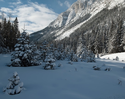 Mountains And Forest Winter Banff