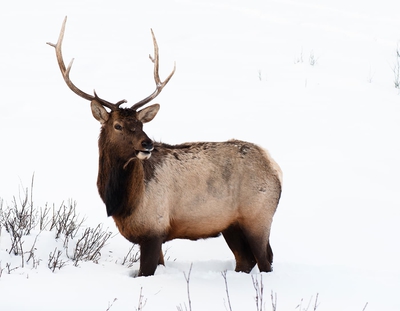 Orignal Closeup In Winter Banff