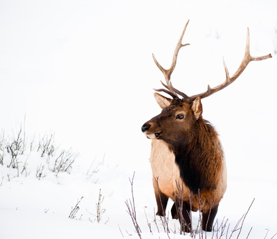 Orignal In Snow Banff