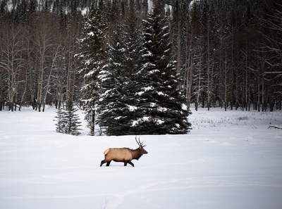 Orignal In Snow Winter Banff