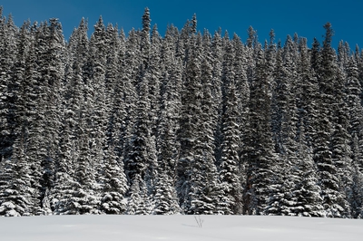 Pines In Snow Winter Banff