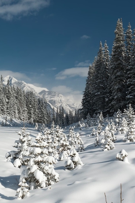Trees Covered In Snow Winter Banff