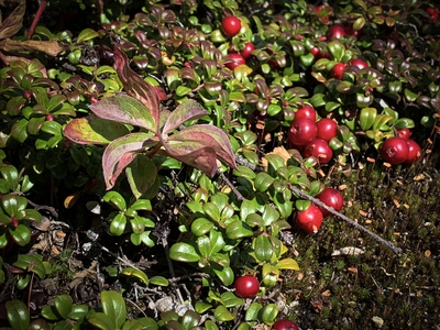10 Cowberry Hiking Trail Mont Du Lac Des Cygnes