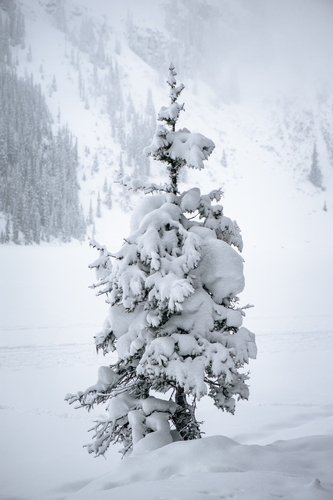  Lake Louise Winter 00028
