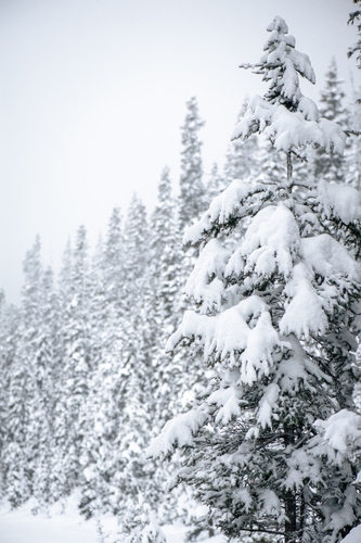  Lake Louise Winter 00030