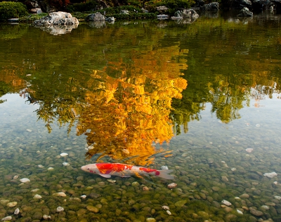Botanical Garden Fish Pond Montreal