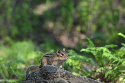 Mount Royal Park Chipmunk Montreal