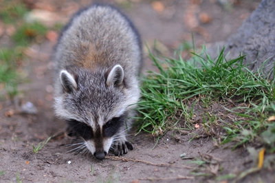 Raccoon Park Mount Royal Montreal