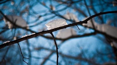 Snow On Tree Branch Early Spring Montreal
